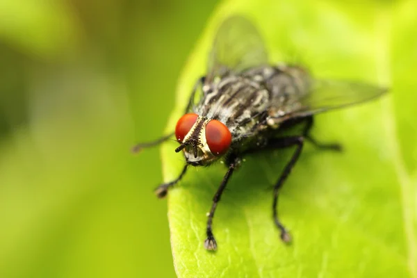 Primer plano de una mosca — Foto de Stock