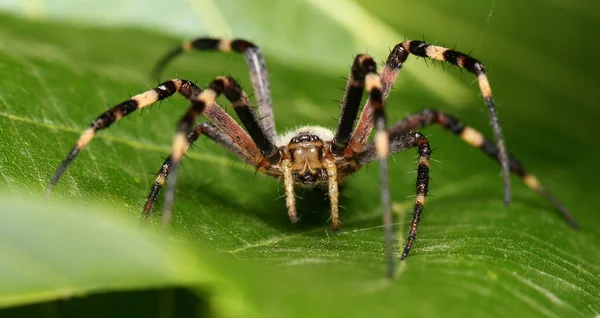 Людина-павук — стокове фото