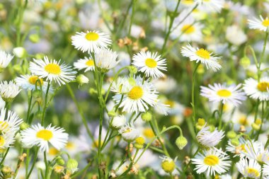 Daisy flowers clipart