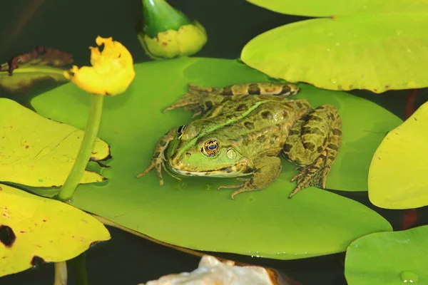 Frosch in einem See — Stockfoto