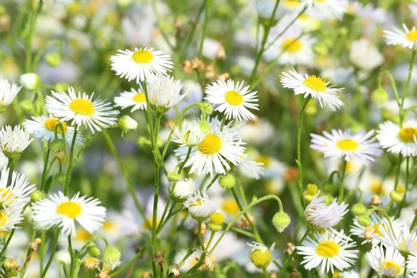 stock image Daisy flowers