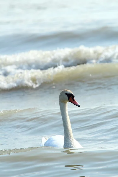 Swan in a river — Stock Photo, Image