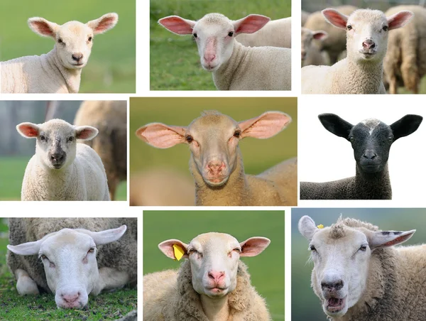 stock image Sheep head