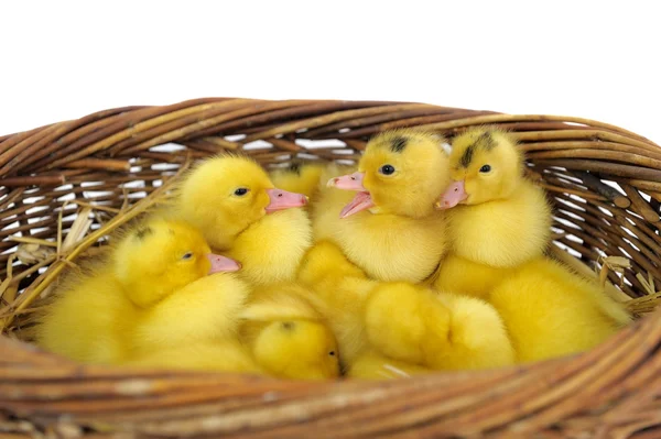 Duckling group — Stock Photo, Image