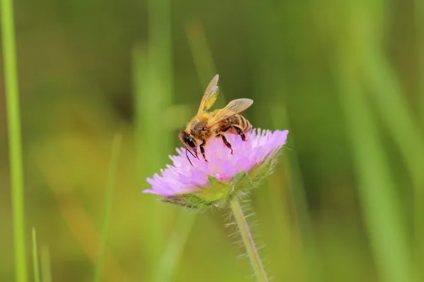 Flores de abelha — Fotografia de Stock