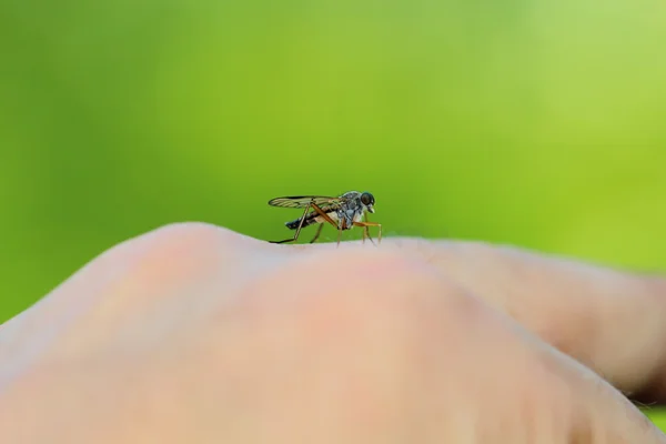 Hmyz — Stock fotografie