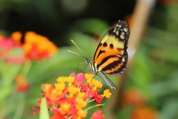 Borboleta — Fotografia de Stock