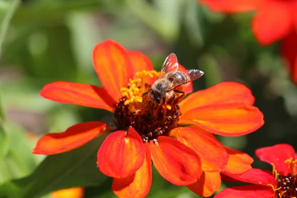 Včela květ — Stock fotografie