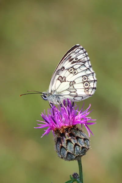 Метелик — стокове фото