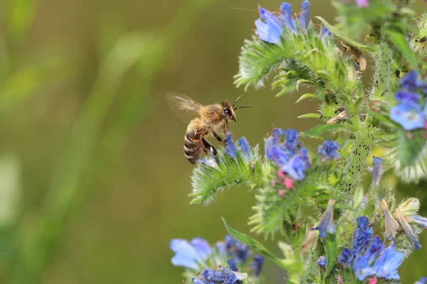 Bee and flowers — Stock Photo, Image