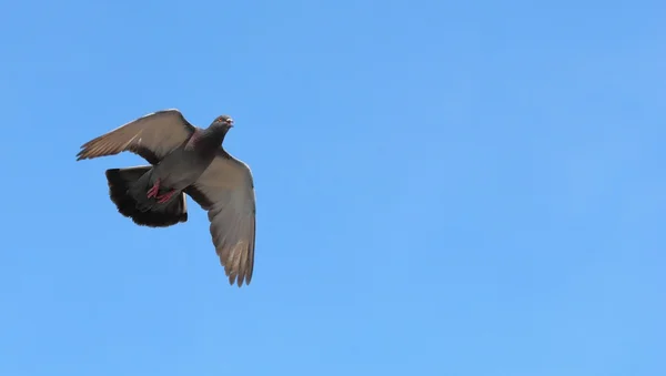 비둘기 비행 — 스톡 사진