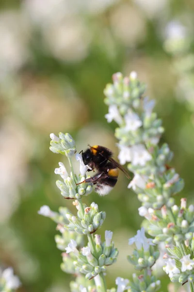 Μέλισσα και τα λουλούδια — Φωτογραφία Αρχείου