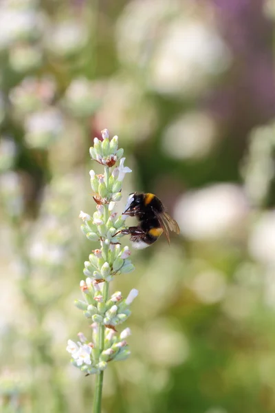 蜜蜂和花 — 图库照片