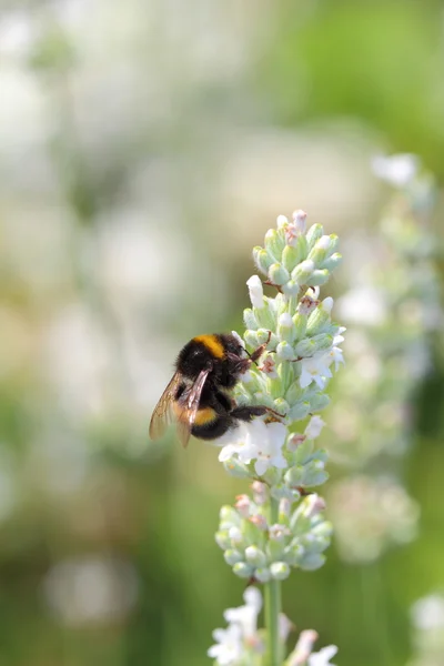 Biene und Blumen — Stockfoto