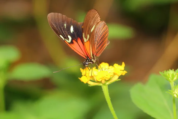 Papillon — Photo