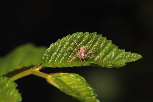 곤충 — 스톡 사진