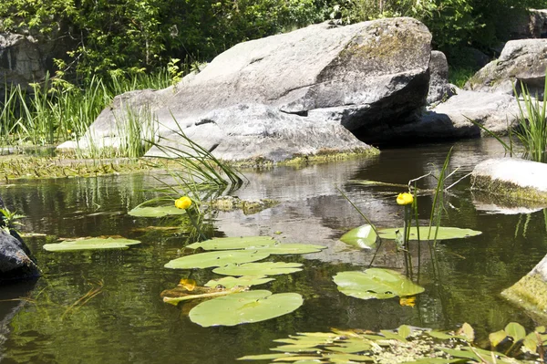 stock image Lily stone river