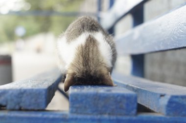 The kitten sleeps on a bench clipart