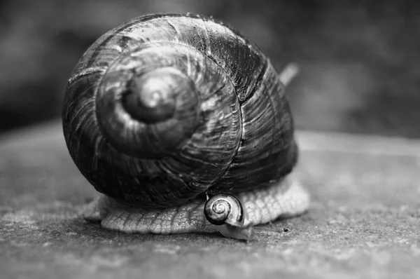 Two snails big and small together — Stock Photo, Image