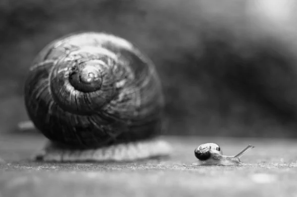 Big and small garden snail together — Stock Photo, Image