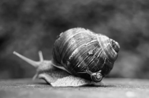 stock image Two snails big and small