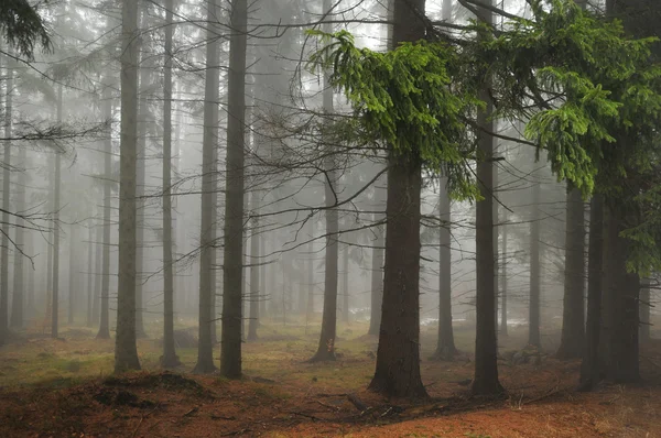 通过森林雾与路径 — 图库照片