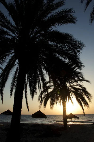 Hermosa puesta de sol de vacaciones. Playa tropical con palmeras — Foto de Stock