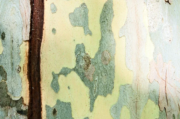 抽象背景-树皮 — 图库照片