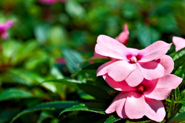 Background - Impatiens Flower — Stock Photo, Image