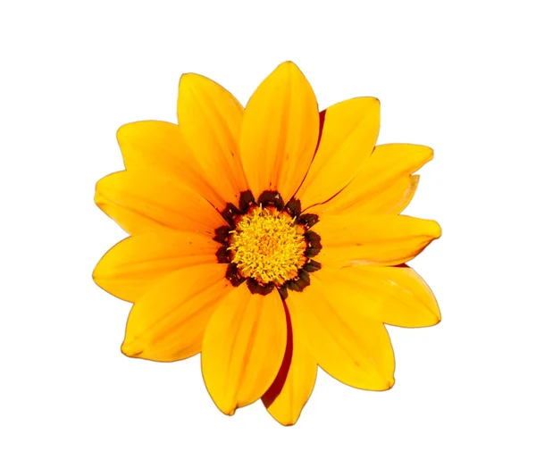 Žlutá květina hlava — Stock fotografie