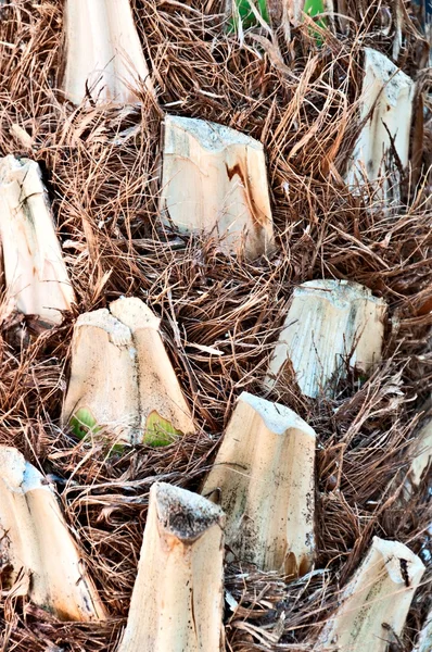 Cascas de palma — Fotografia de Stock