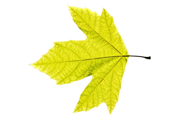 Platanus leaf isolerade — Stockfoto