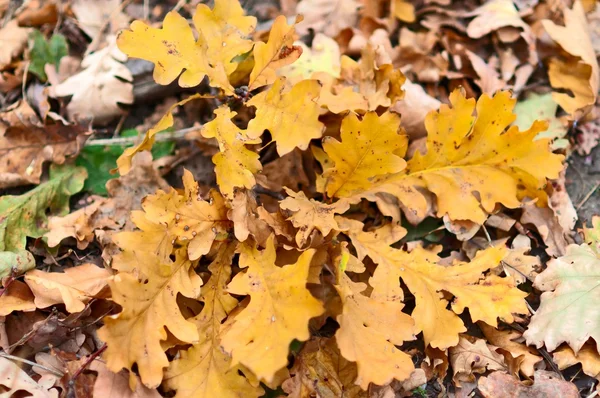 stock image Autumn Oak Leaves