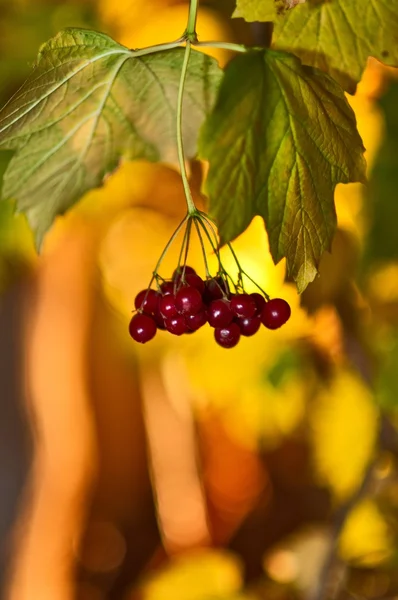 stock image Guelder-rose Red