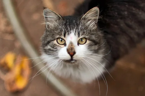 แมวชนบท — ภาพถ่ายสต็อก