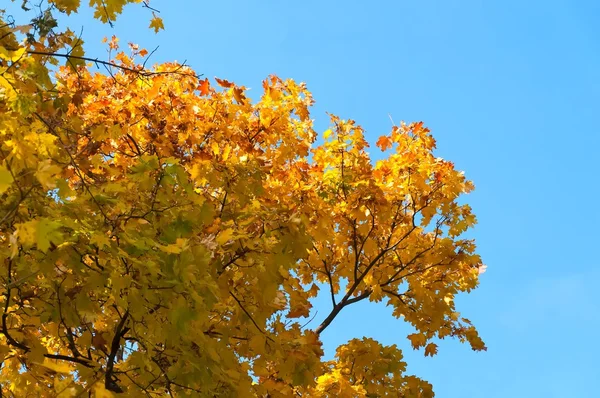 Herbstahorn — Stockfoto