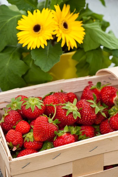 Strawberries and daisies — Stock Photo, Image