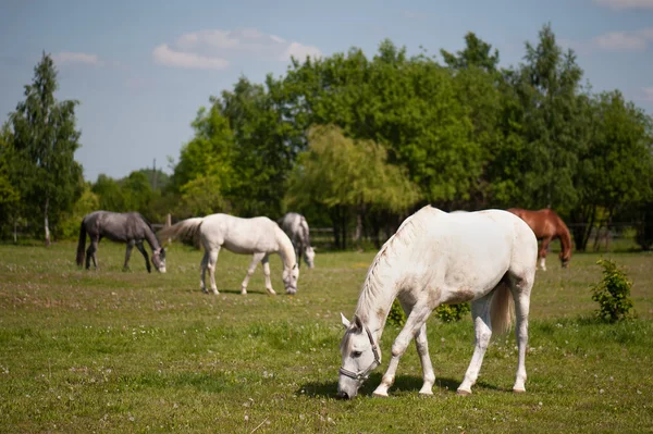 Koně na pastvinách — Stock fotografie