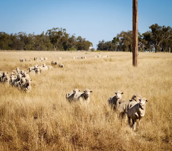 Australijskie owce — Zdjęcie stockowe
