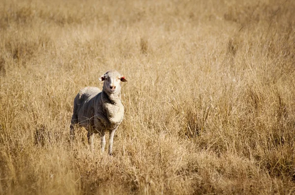 Owce w dziedzinie — Zdjęcie stockowe