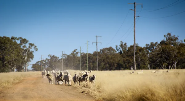 Moutons australiens — Photo