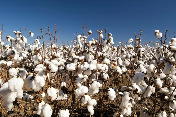 Campos de algodão — Fotografia de Stock