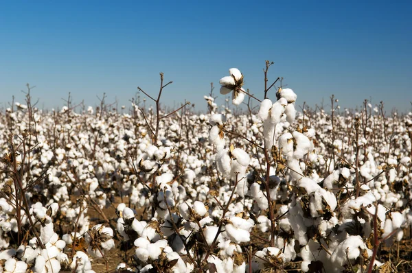 Campos de algodão — Fotografia de Stock
