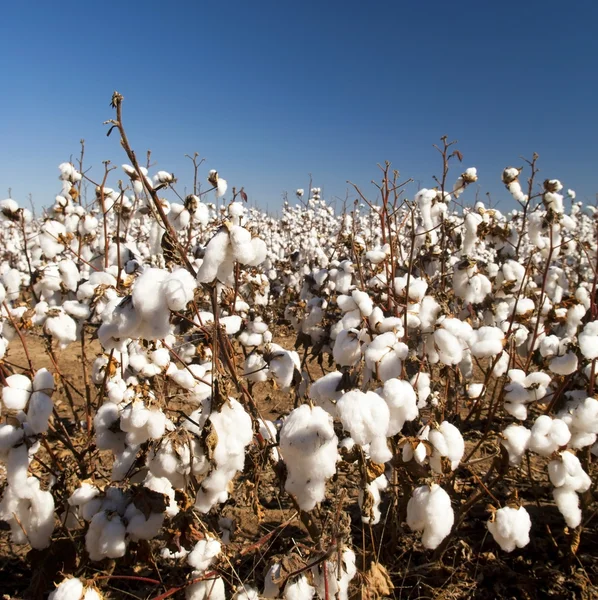 Campos de algodón —  Fotos de Stock