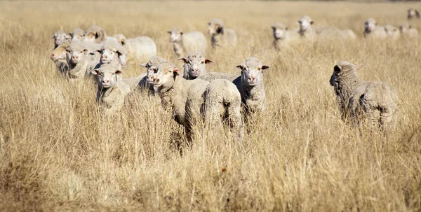 Lächelnde Schafe — Stockfoto