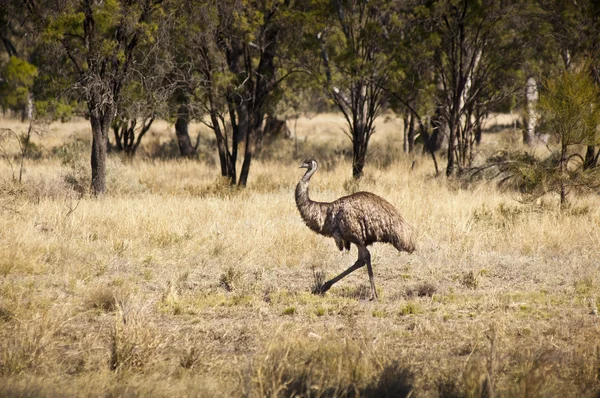 Vild emu — Stockfoto