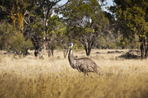 Wild Emu — Fotografie, imagine de stoc