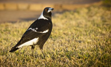 Magpie clipart