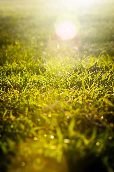 Рассвет травы — стоковое фото