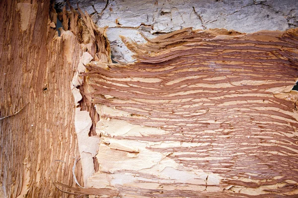 종이 나무 껍질 배경 — 스톡 사진